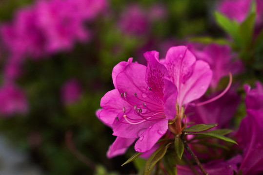 杜鵑花