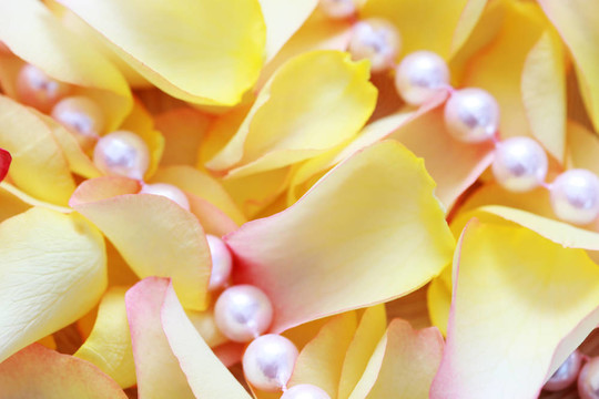 玫瑰花瓣