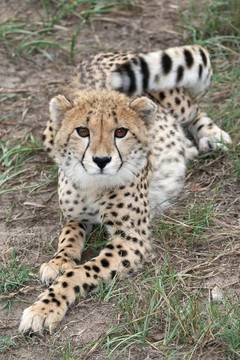 獵豹幼崽