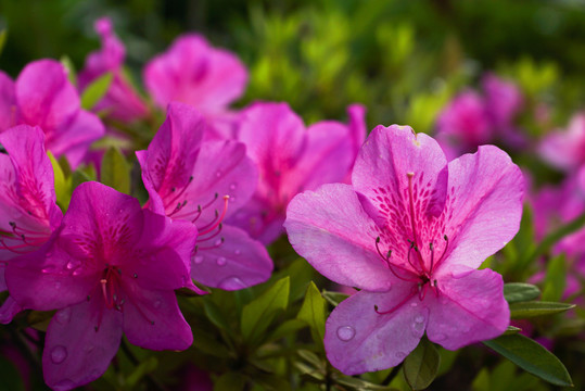 杜鵑花
