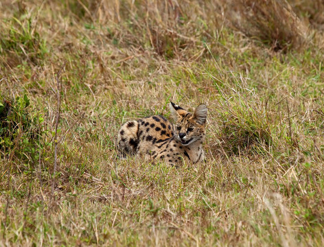 一些在Masai Mara