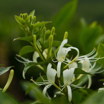 金銀花