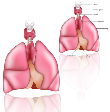 肺；Thymus；甲狀腺