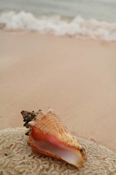 海洋
