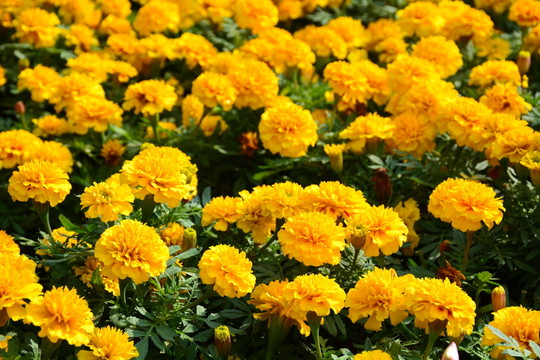黃色鮮花