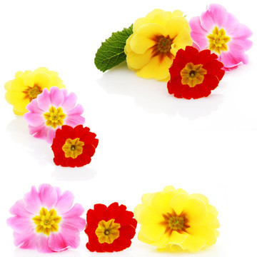 報春花