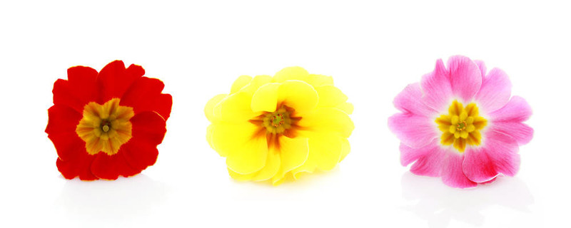 報(bào)春花