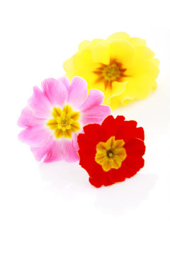 報(bào)春花