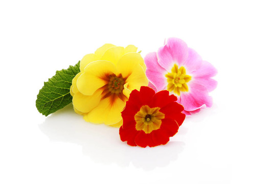 報春花