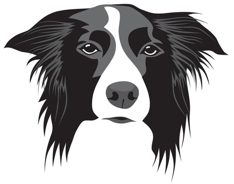 邊境牧羊犬