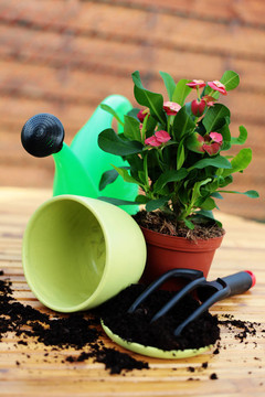 室內植物