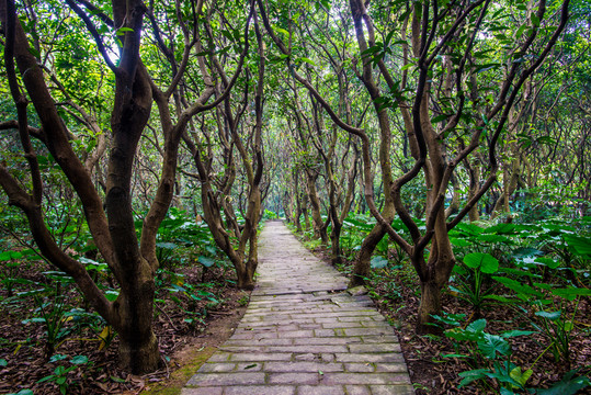 陽光樹林小路