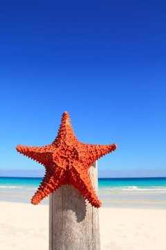 加勒比海灘上的加勒比海星
