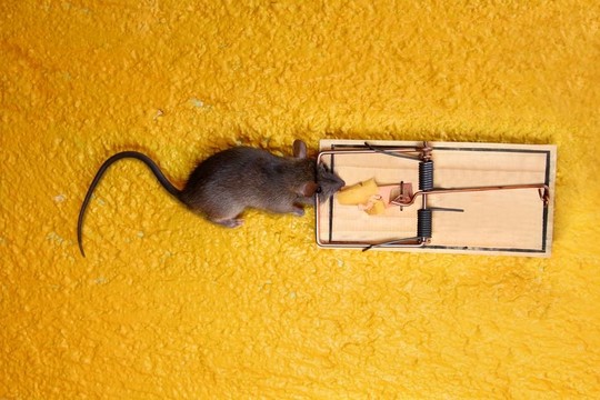 奶酪陷阱里的死老鼠