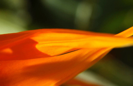 天堂之鳥(niǎo)的花瓣