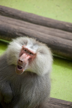 老狒狒；Papio hamadryas