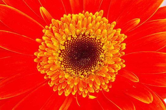太陽(yáng)花