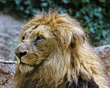 獅子王