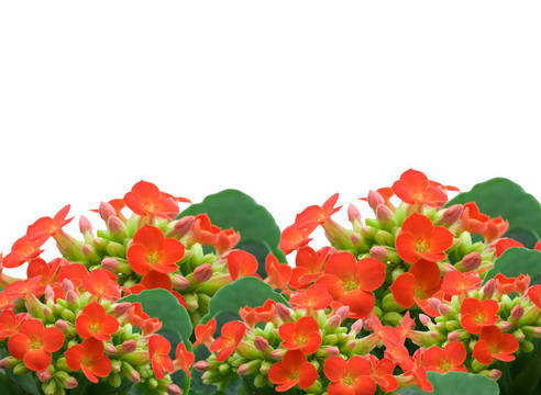 花朵背景