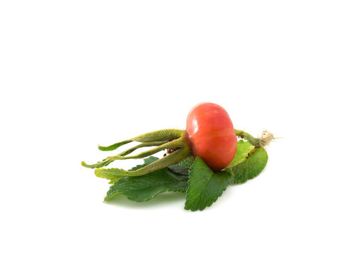 一個犬薔薇貝里