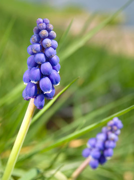風(fēng)信子花（葡萄風(fēng)信子；Muscari armeniacum）