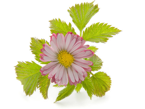 雛菊花