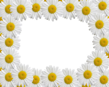 甘菊框架