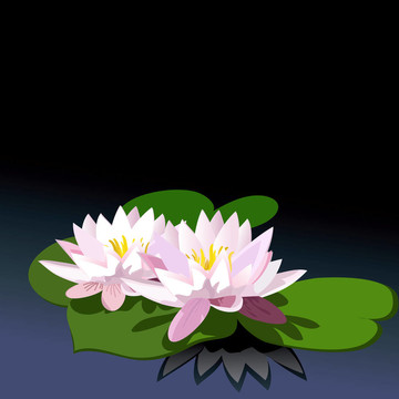 莉莉在黑色的水上