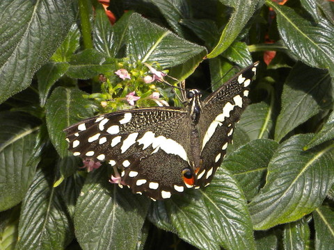 butteryfly_001
