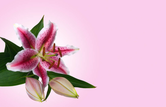 玫瑰背景上的百合花