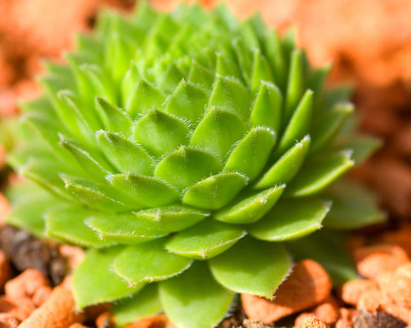 石蓮花- Sempervivum