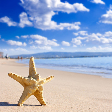 海灘上的海星