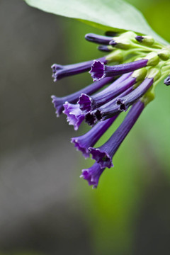紫色的花