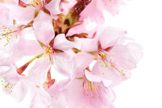 櫻花