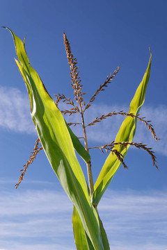 Cornstalk流蘇
