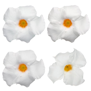白色開(kāi)花Mandevilla