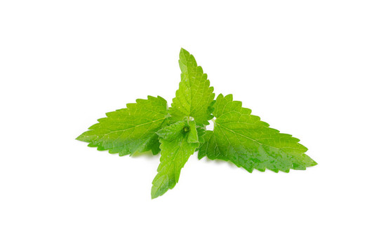 清新的薄荷綠