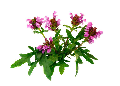 花自愈合；夏枯草