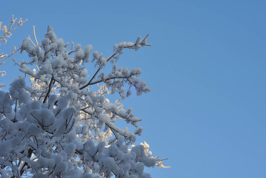 樹枝上的雪和冰