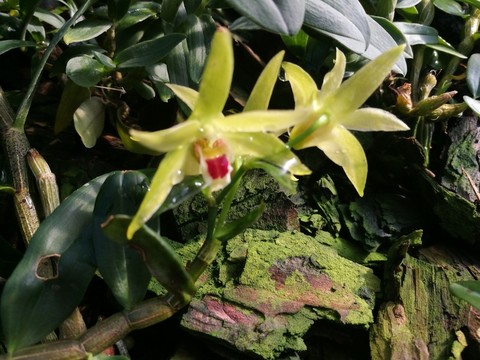 石斛花