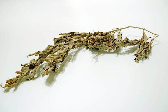 艾蒿 艾草 中草藥