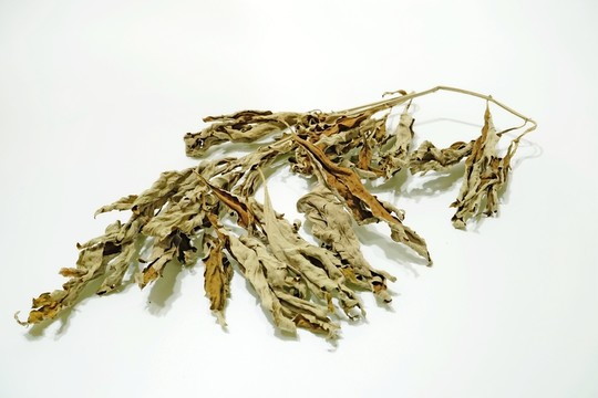 艾蒿 艾草 中草藥