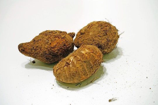 芋頭素材