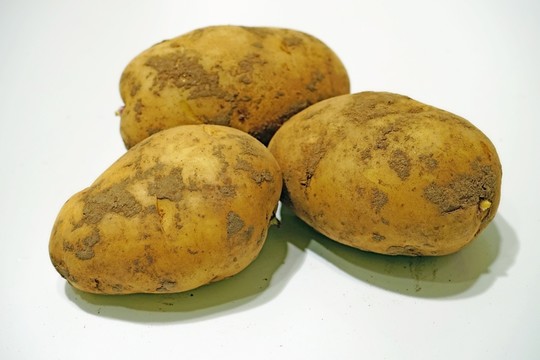 土豆素材 馬鈴薯素材
