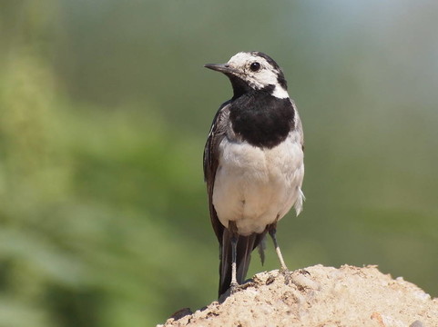 白鹡鸰；Motacilla alba