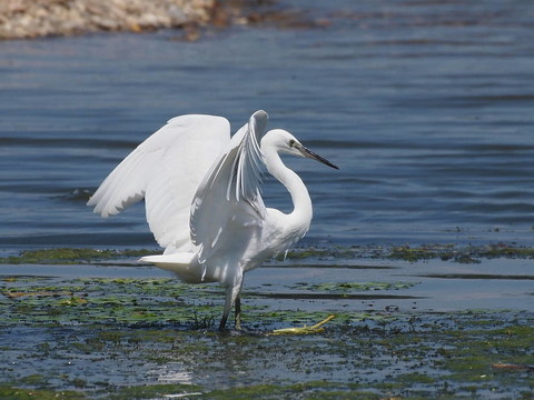 白鷺；Egretta garzetta