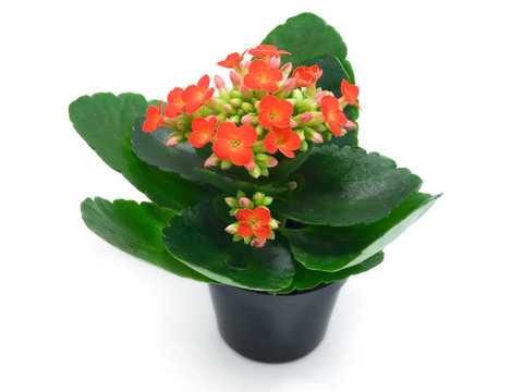 綠色植物與紅色的花