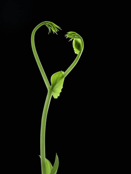 萌芽