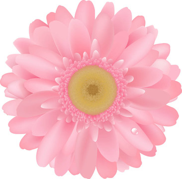 粉色非洲菊