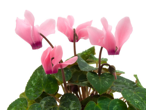 仙客來(lái)的花